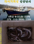 바다낚시 > 점주선장조황 > 타이거 한산도 시범출조 타이거 한산도 시범출조