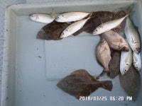 바다낚시 > 점주선장조황 > 해운대,청사포,도다리,정갱이,조황 해운대청사포도다리정갱이조황