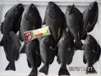 바다낚시 > 점주선장조황 > ◆◆온산 벵에,전어,고등어 쿨러~대박^^특대민물새우판매! ◆◆온산 벵에전어고등어 쿨러대박특대민물새우판매