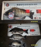 바다낚시 > 점주선장조황 > 해금강 태성호 25일 47/47/43조황(Big event )