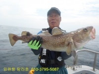 바다낚시 > 점주선장조황 > 동해 왕대구 선상 조황 동해 왕대구 선상 조황