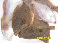 바다낚시 > 점주선장조황 > 삼척장호항 금졍호가자미조황.