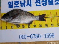 양지캠프일호 | 바다낚시 > 점주선장조황 > 일호낚시 조황입니다
