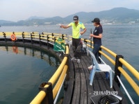 바다낚시 > 점주선장조황 > *황금,고등어가,많이커졌었요,[연휴기간에,잡은놈들]