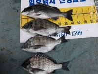 바다낚시 > 점주선장조황 > 일호낚시 선상 감성돔 조황입니다