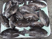 바다낚시 > 점주선장조황 > ◆◆온산 궂은날속 벵에 굿~조황^&^살아있는 큰파래새우 판매!