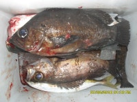 바다낚시 > 점주선장조황 > 낫개형제낚시 감성돔 조과입니다. 낫개형제낚시 감성돔 조과입니다