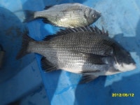 바다낚시 > 점주선장조황 > 5/17일 개야도와 도보포인트 감성돔