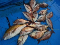 바다낚시 > 점주선장조황 > 6/21 고군산 말도권 참돔 선상낚시 조황!! 621 고군산 말도권 참돔 선상낚시 조황