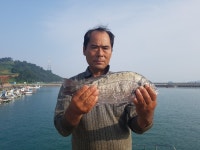 바다낚시 > 점주선장조황 > 약산면 득암항 바다호,조황안내및출조안내 약산면 득암항 바다호조황안내및출조안내