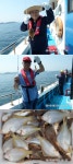 바다낚시 > 점주선장조황 > 22인승 창명호창명낚시 참가자미 풍어 22인승 창명호창명낚시 참가자미 풍어