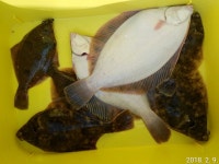 바다낚시 > 점주선장조황 > 진해 도다리 조황입니다(예약가능)