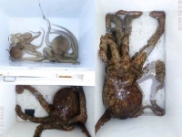 바다낚시 > 점주선장조황 > 21일1700g돌문어조황(목.금.토.일~출조합니다/예약가능)