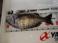 바다낚시 > 점주선장조황 > 남해 미조 2/22 감성돔 조황