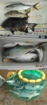 바다낚시 > 점주선장조황 > 부산 다대포 조황