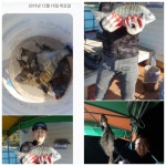 바다낚시 > 점주선장조황 > 감성돔.참돔.갑오징어조황입니다