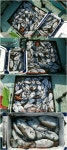 바다낚시 > 점주선장조황 > 11/3 갑오징어들이 큼직큼직하네요 113 갑오징어들이 큼직큼직하네요