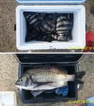 바다낚시 > 점주선장조황 > 빵좋은 43cm 감성돔 외~