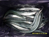 바다낚시 > 점주선장조황 > 꾸준히  학공치 올라옵니다 꾸준히 학공치 올라옵니다