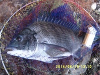 바다낚시 > 점주선장조황 > 목포내만권 대물 감성돔 조황 목포내만권 대물 감성돔 조황