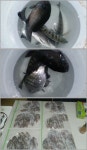 바다낚시 > 점주선장조황 > 기장.일광권 매장 근처 갯바위,방파제와 선상 낚시 28일과 26,27일 조황