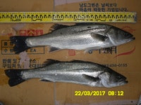 바다낚시 > 점주선장조황 > 양포 방파제낚시입니다.( 농어 )