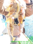 바다낚시 > 점주선장조황 > 25일;울진 죽변항 황열기 조황,,,동해권 다음 출조는 4/1일(수).4/5일(일)04시 왕대구지깅낚시 출조 예약중,,