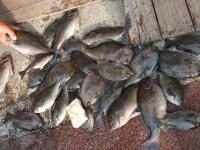 바다낚시 > 점주선장조황 > 기장.일광 벵에돔 대박 !!!