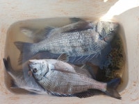 바다낚시 > 점주선장조황 > 약산면 득암항 바다호,감성돔3수 4수등등 약산면 득암항 바다호감성돔3수 4수등등