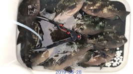 바다낚시 > 점주선장조황 > 낚시천국  씨알급 외 마릿수  낚시천국 씨알급 외 마릿수 