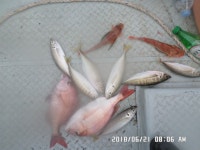 바다낚시 > 점주선장조황 > 해운대,청사포,참돔,정갱이,조황 해운대청사포참돔정갱이조황