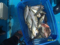 바다낚시 > 점주선장조황 > 청사포,만성호,,참돔,아지,잡어,조황 청사포만성호참돔아지잡어조황