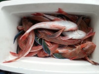 바다낚시 > 점주선장조황 > 성대대박 도다리굿 2.3마리씩 줄줄이 성대대박 도다리굿 23마리씩 줄줄이