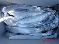 바다낚시 > 점주선장조황 > 척포[제일호] 칼치 3~4지급으로~~~ 척포제일호 칼치 34지급으로