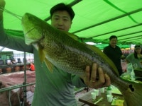 바다낚시 > 점주선장조황 > [남용호]7월 13일 일요일 좌대조황 소식 남용호7월 13일 일요일 좌대조황 소식