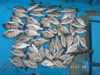 바다낚시 > 점주선장조황 > 정택호 5월23일   011-613-0839 감성돔 파티 정택호 5월23일 0116130839 감성돔 파티