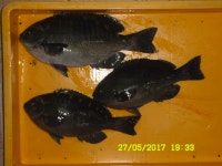 바다낚시 > 점주선장조황 > 양포 방파제낚시입니다.( 오후 벵에돔 ) 양포 방파제낚시입니다 오후 벵에돔 