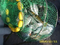 바다낚시 > 점주선장조황 > 11월11일 완도 신방파제 선상찌 낚시 조황입니다