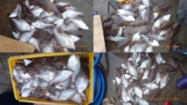 바다낚시 > 점주선장조황 > 성복호 조항 성복호 조항