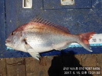 바다낚시 > 점주선장조황 > 5/15일 군산 닉스호 참돔 조황! 515일 군산 닉스호 참돔 조황