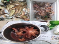 바다루어 > 바다루어 헤드라인 > 남해 갈화리앞바다에 문어 에깅 바람 분다! 남해 갈화리앞바다에 문어 에깅 바람 분다