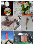 바다루어 > 낚시인조황·조행기 > 포항 모포방파제 갑오징어 배출 시작