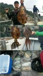 바다루어 > 점주선장조황 > 전국이 흔들거리고.. 현재통영은.. 전국이 흔들거리고 현재통영은