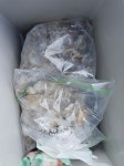 바다루어 > 점주선장조황 > 9/2 평화호 마릿수 손맛 조황 92 평화호 마릿수 손맛 조황