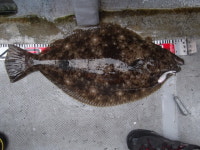 바다루어 > 점주선장조황 > 7월8일 스텔스호 광어다운샷 조황 7월8일 스텔스호 광어다운샷 조황