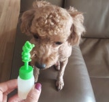 동물/식물 - 갈색푸들 우리 댕댕이 첫 사공이야!!>< 동물/식물 - 갈색푸들 우리 댕댕이 첫 사공이야!!&gt;&lt;