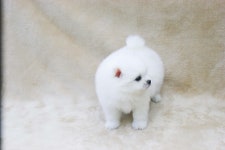 [도그짱 강아지 분양] 정말 귀여운 포메라니안 분양합니다!! ◆퍼피메신저◆모량도최고!!  얼굴은1등급명품견!!!