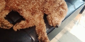 [도그짱 강아지 분양] 정말 귀여운 푸들 분양합니다!! 귀여운 초코푸들 무료 분양