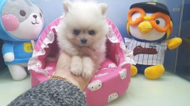 [도그짱 강아지 분양] 정말 귀여운 요크셔테리어 분양합니다!! 1년건강보증..미니사이즈요크셔테리어..야간및새벽분양가능