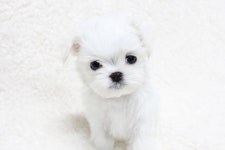 [도그짱 강아지 분양] 정말 귀여운 말티즈 분양합니다!! ★100%실분양가☆말티즈 분양합니다.
